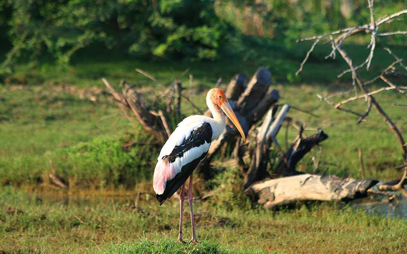 Bundala National Park