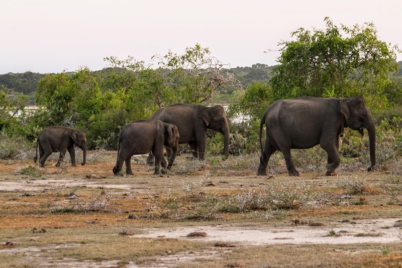 Yala National Park