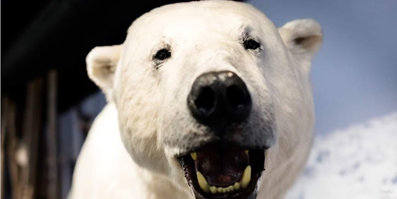 Royal and Ancient Polar Bear Society