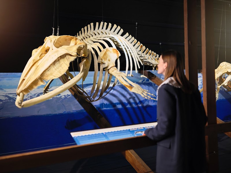 Húsavík Whale Museum