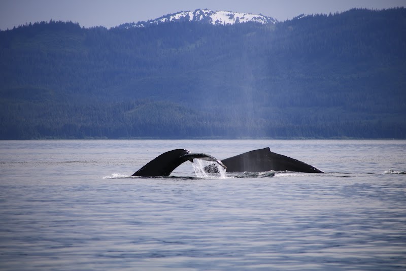 Whale Watching Tours