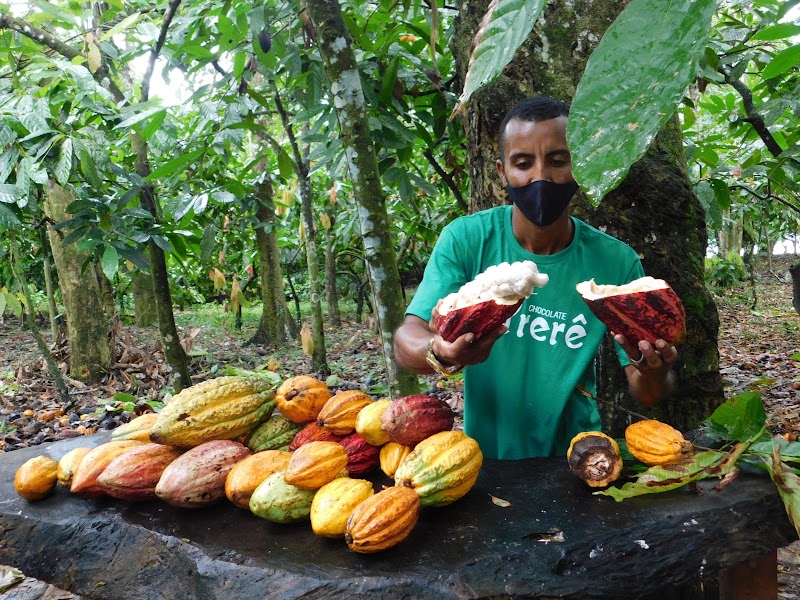 Cacao Plantation (Vale do Cacau)