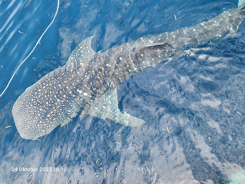 Cenderawasih Bay Marine Park (Day Trip)