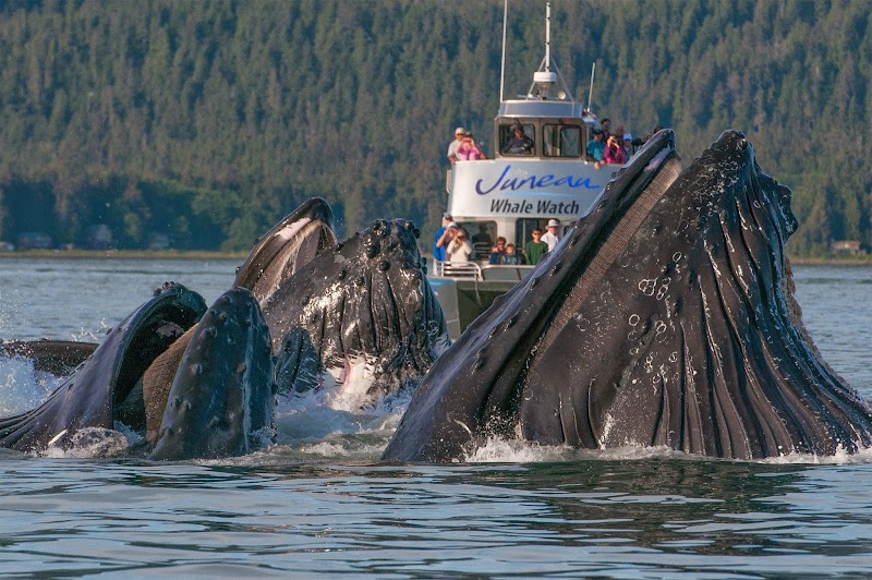 Whale Watching Tour