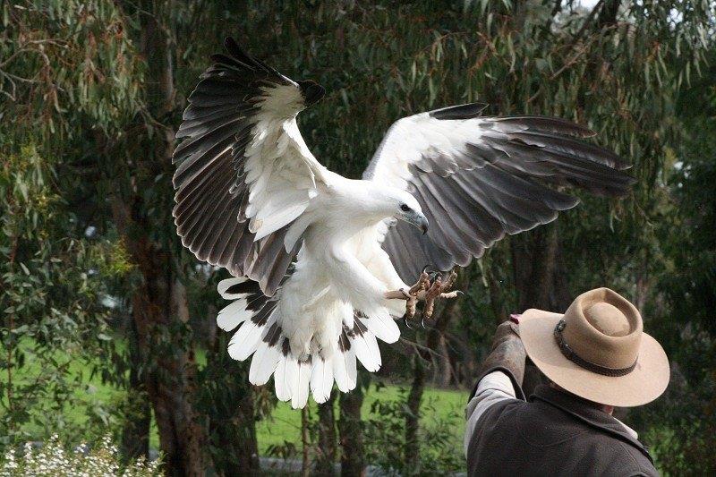 Raptor Domain Bird of Prey Show