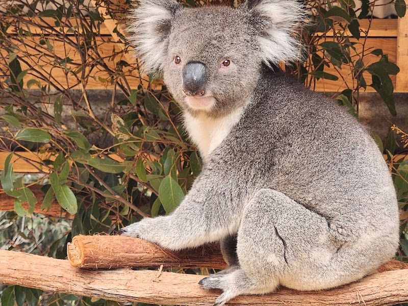 Parndana Wildlife Park