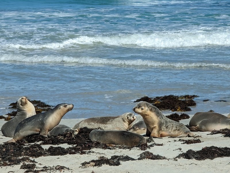 Seal Bay Conservation Park