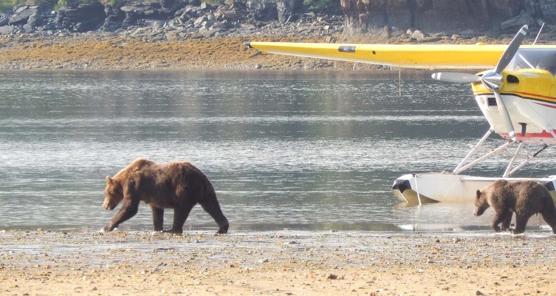 Bear Viewing Flight