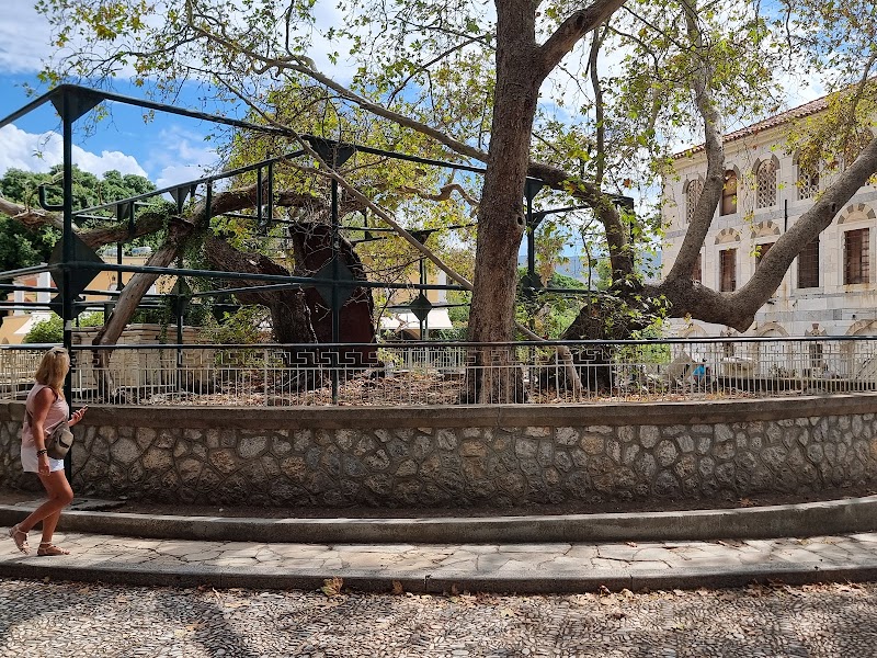 Plane Tree of Hippocrates