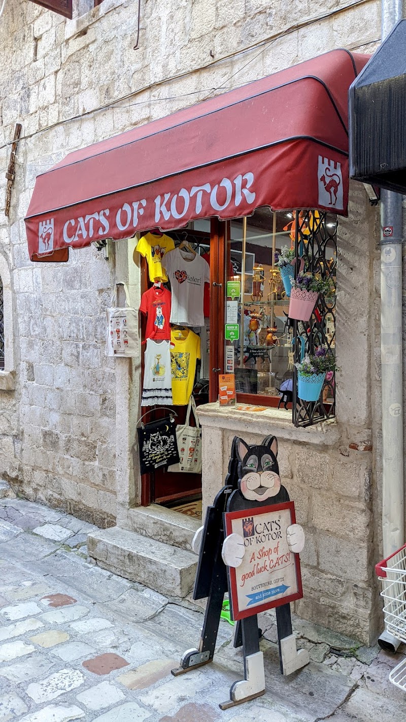 Cats of Kotor