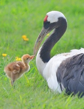 Kushiro Crane Reserve