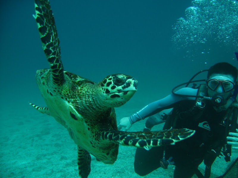 Pirate Shipwreck Snorkel