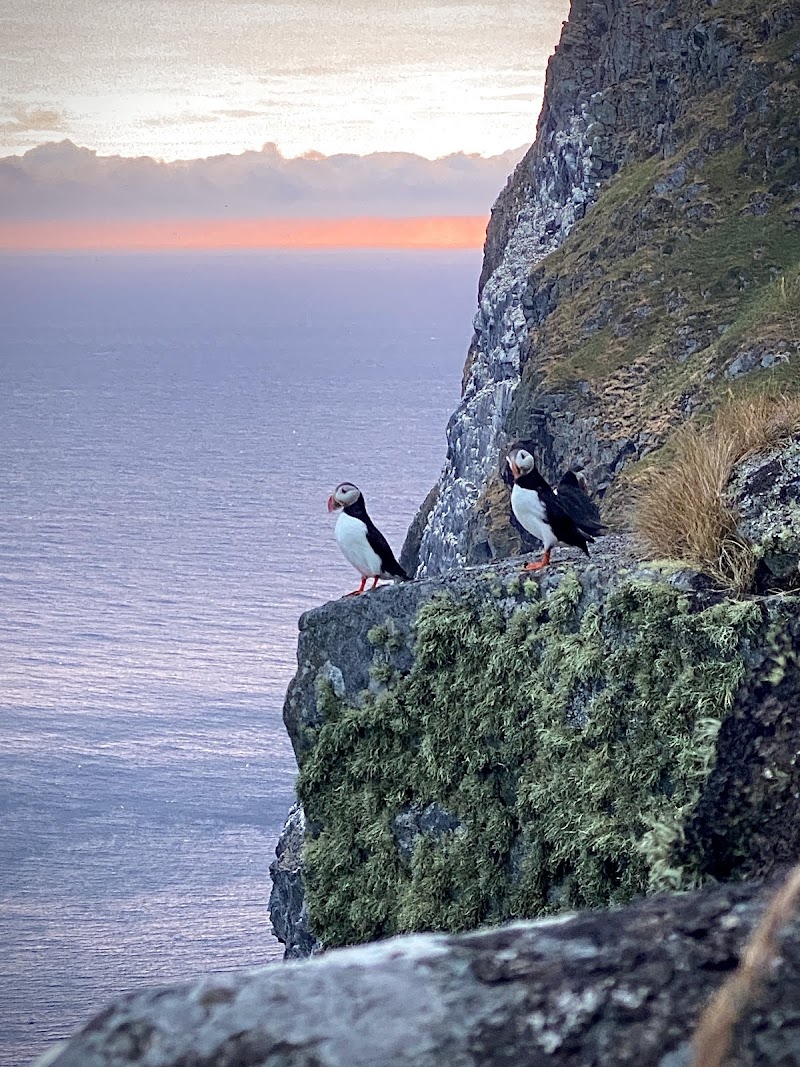 Runde Island Bird Cliff