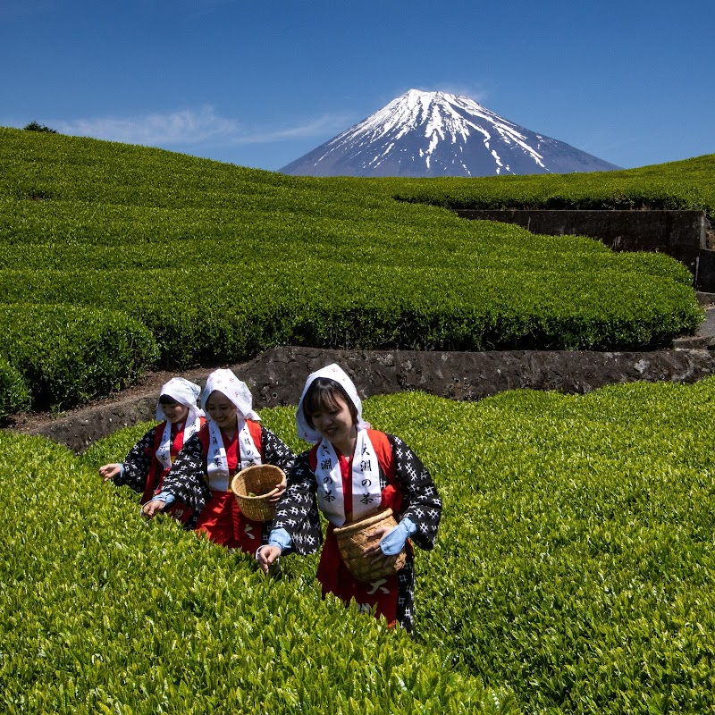 Tea Plantations Hike