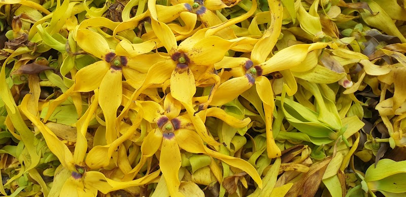 Ylang-Ylang Plantation