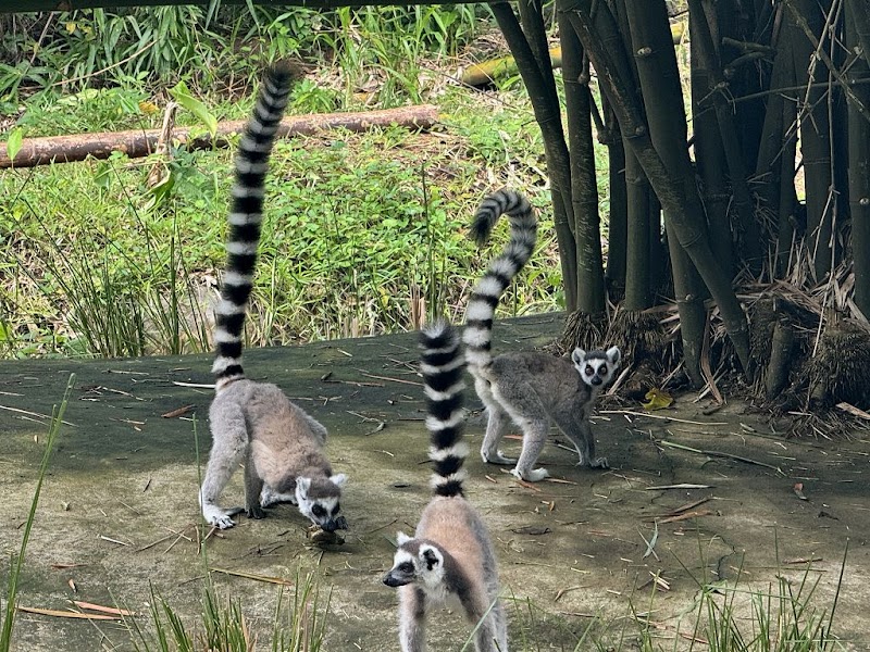 Nosy Komba Lemur Park