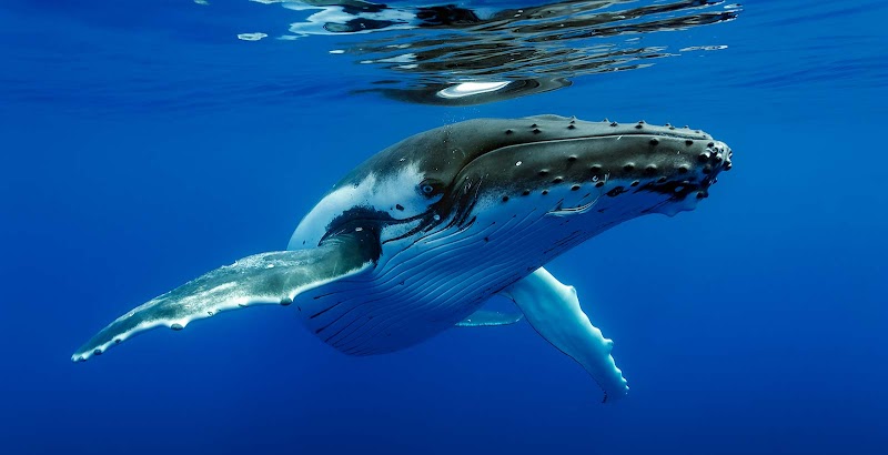 Tahiti Lagoon & Snorkel