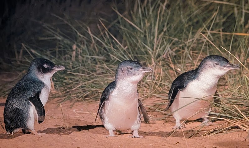 Penguin Parade