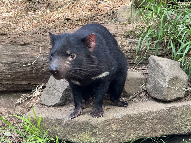 Tasmanian Devil Unzoo