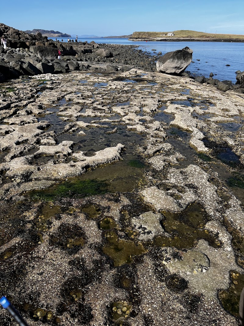 Staffin Beach Dinosaur Fossils