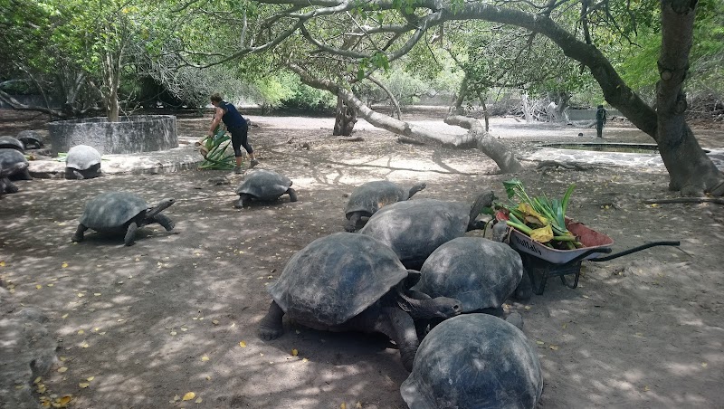 Jacinto Gordillo Giant Tortoise Breeding Center