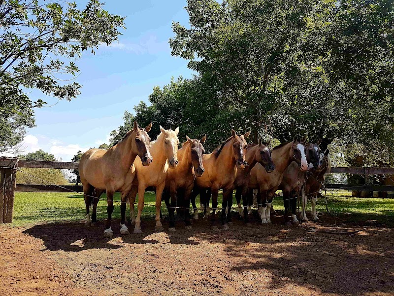 Local Gaucho Horse Ride