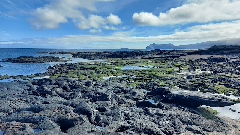 Marine Iguanas