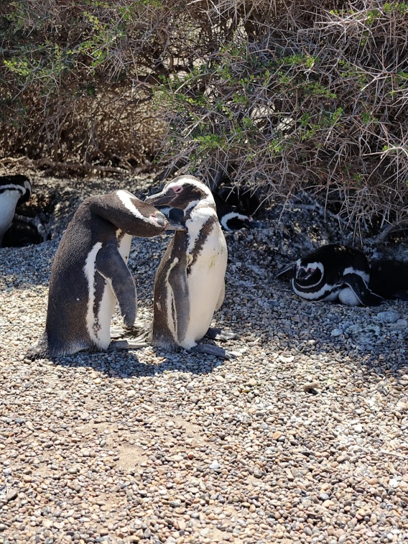 Punta Pardela Penguin Colony