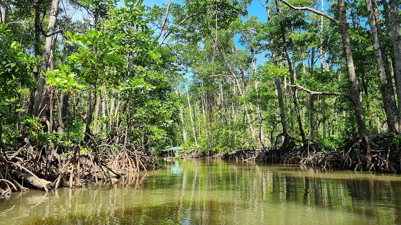 Mangrove Paddling