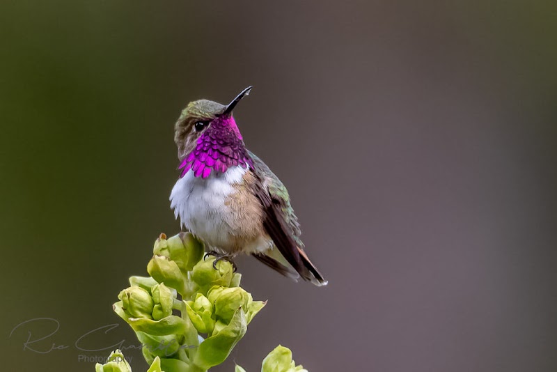Vallarta Botanical Gardens