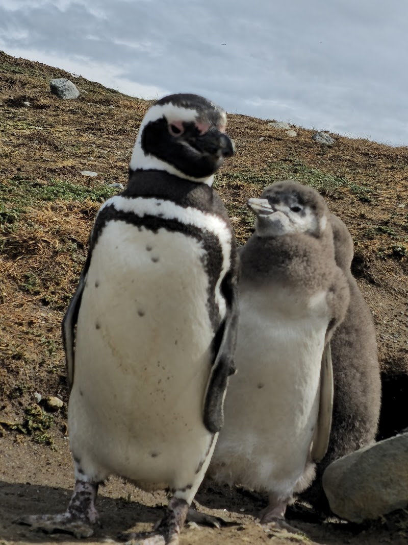 Isla Magdalena Penguins