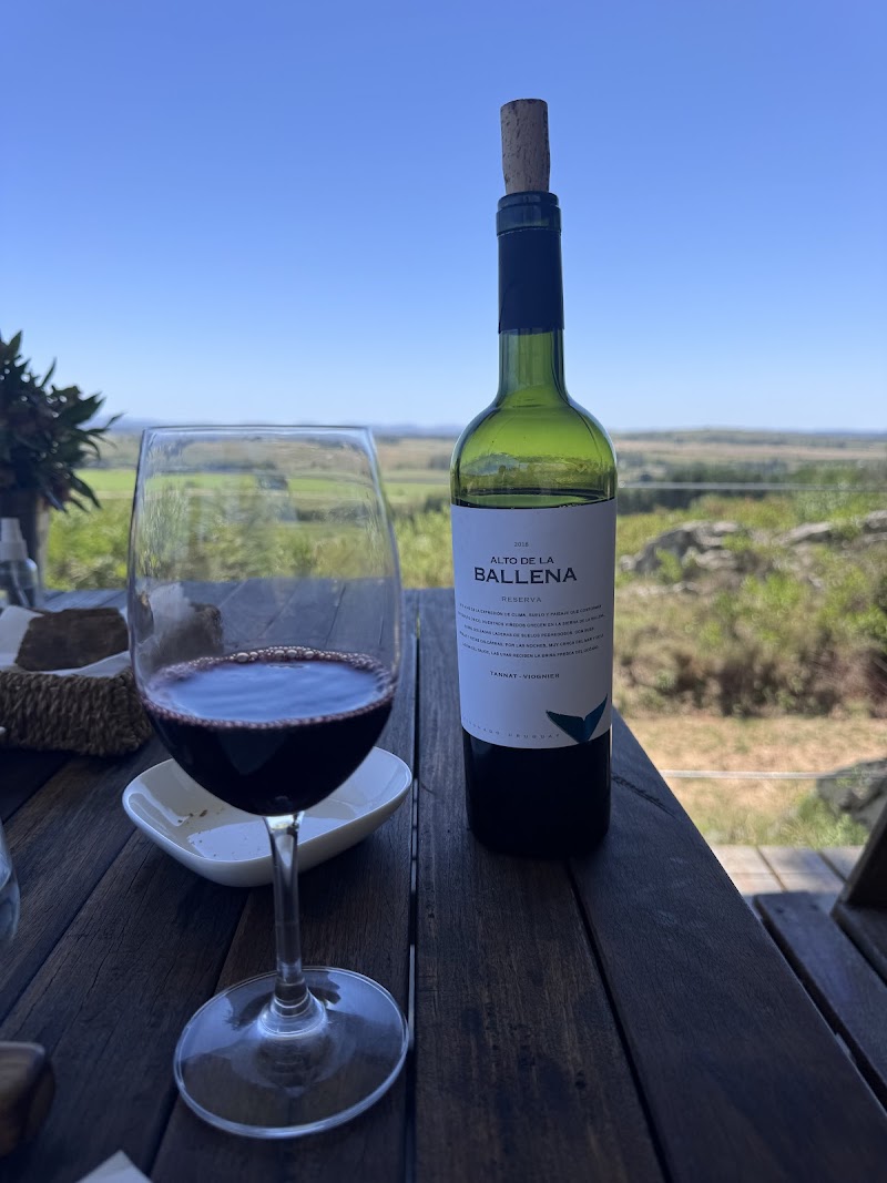 Portezuelo's Vineyard