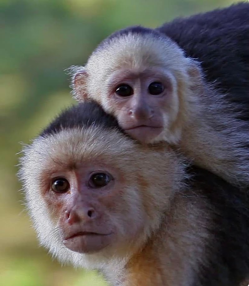 Damas Island Mangrove Tour