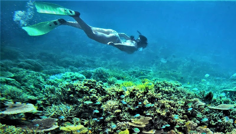 Ribbon Reefs Snorkeling