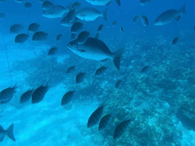 Glass Bottom Boat Tour