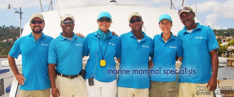 Whale Watching (seasonal)