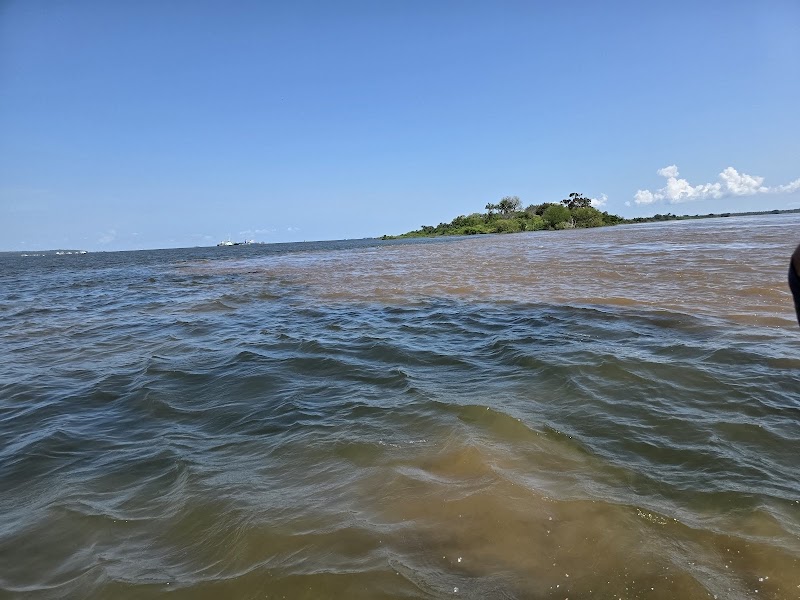 Pink River Dolphin Spotting