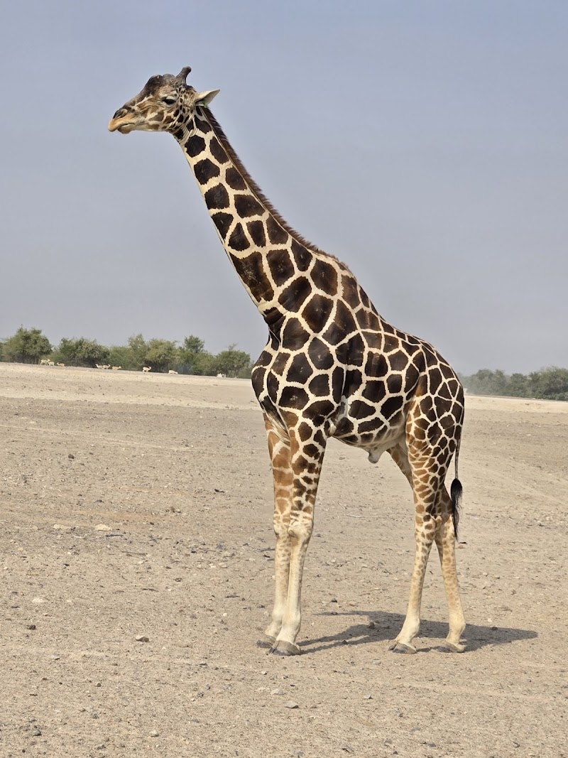 Oryx and Deer Reserve