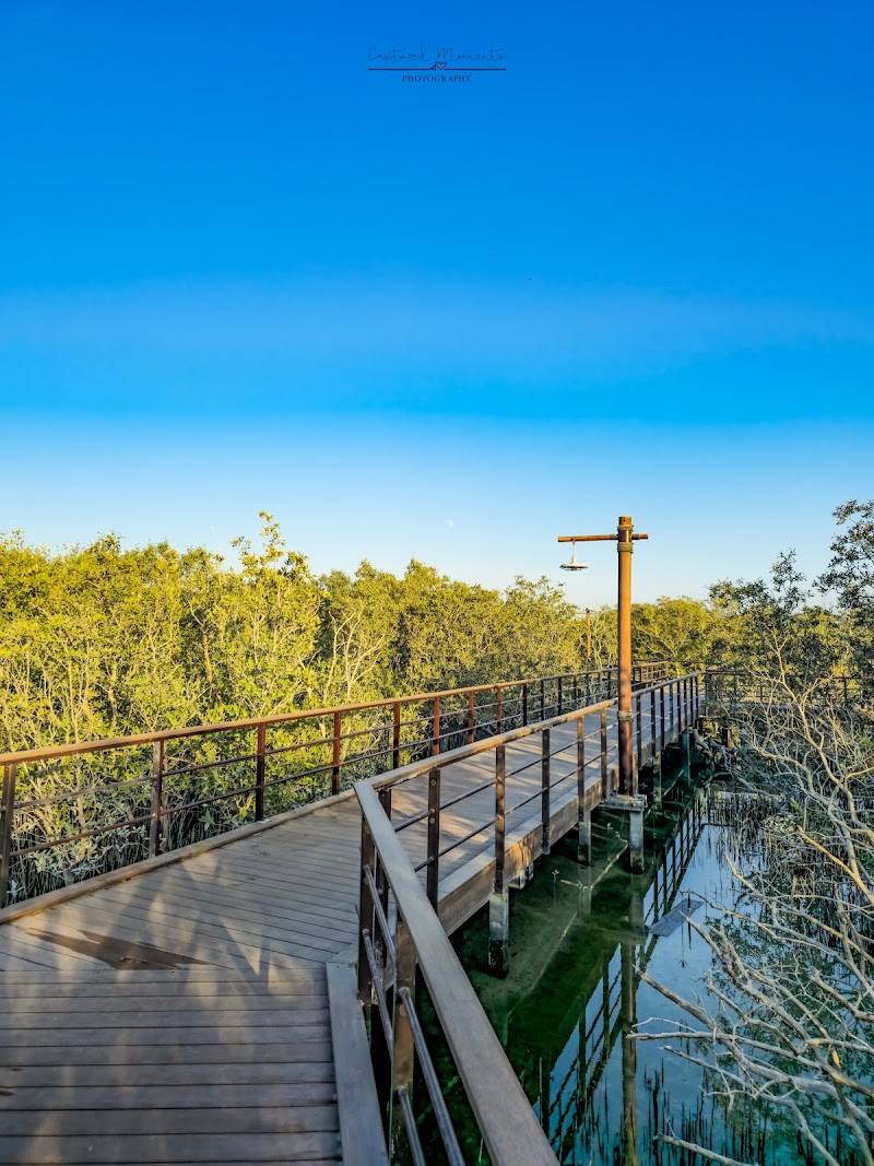 Mangrove Boardwalk