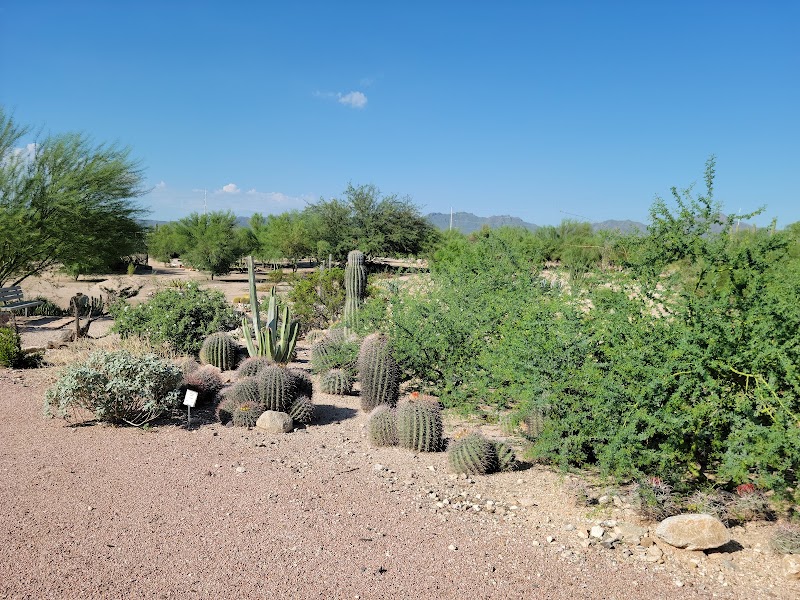 Prickly Pear Cactus Forest