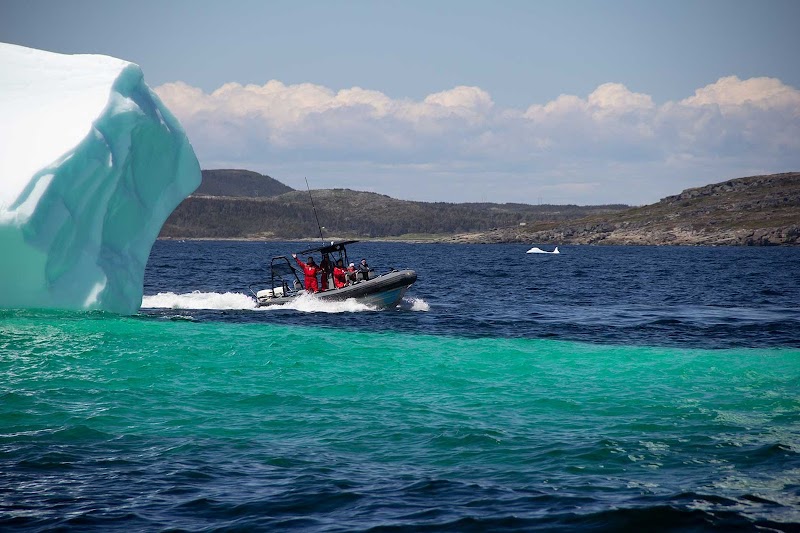 Whale Watching Fjords