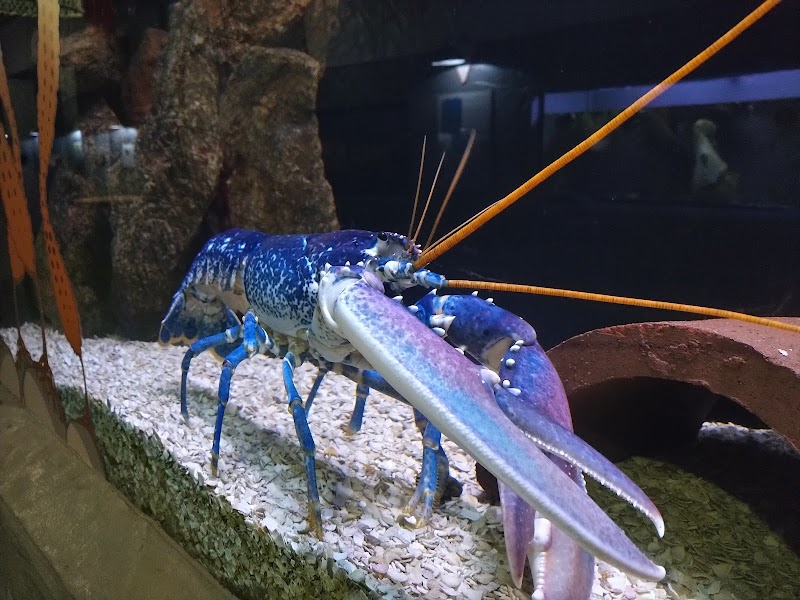 Guernsey Aquarium