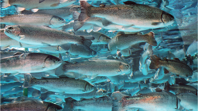 Petersburg Logging Museum