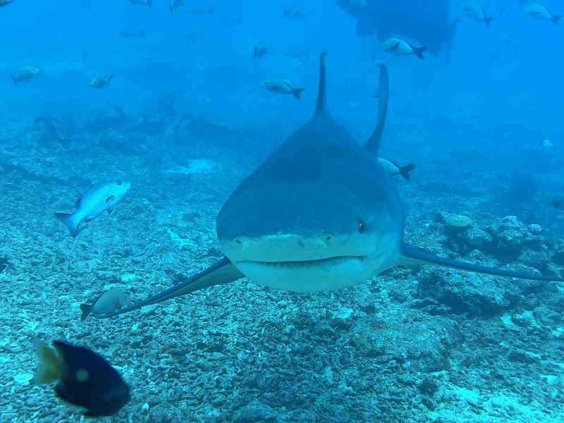 Colorado Reef Snorkel