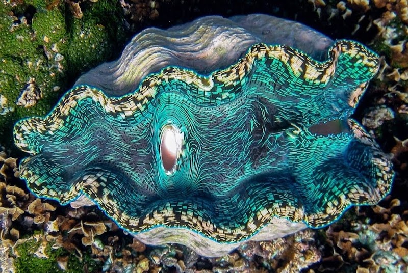 Giant Clam Garden