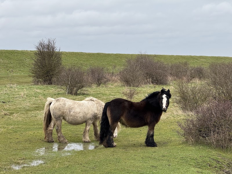 Shorne Marshes Nature Reserve