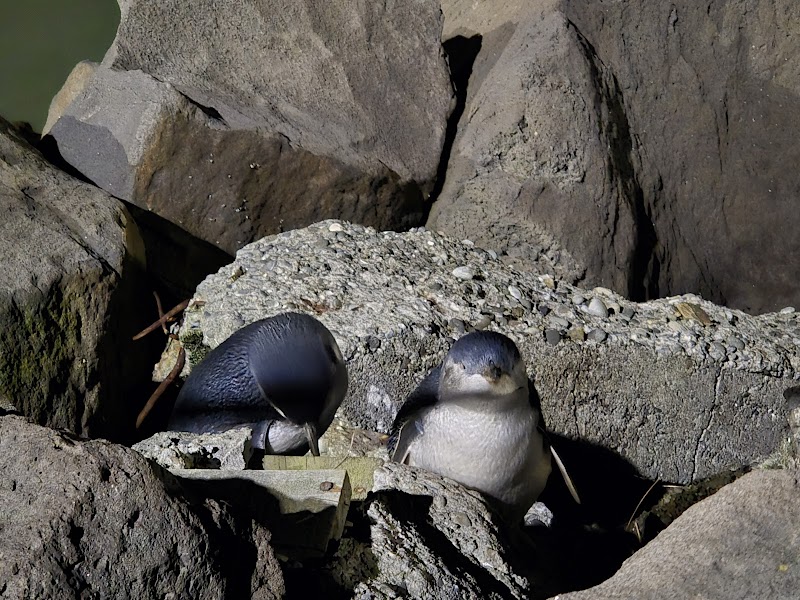 Timaru Blue Penguin Colony