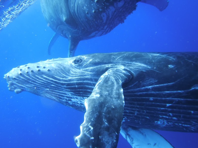 Swim with Humpback Whales