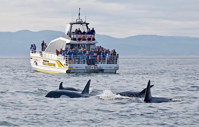 Whale Watching Tours