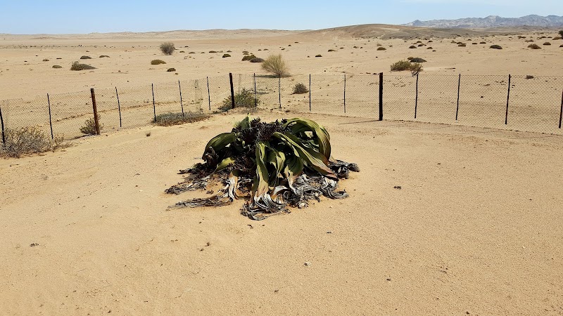 Welwitschia Plains